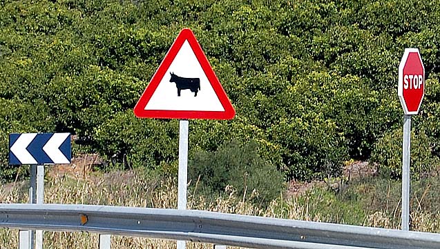 152.bull.crossing.jpg