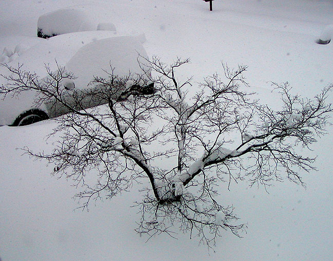 snowy tree